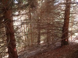 Bosco Pove