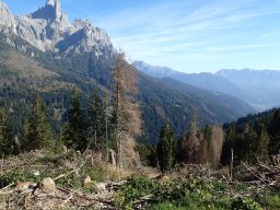 Ambiti forestali vari